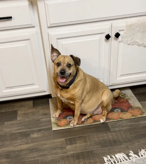 Spurlock Road Veterinary Clinic 4