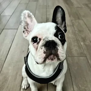 Spurlock Road Veterinary Clinic 2