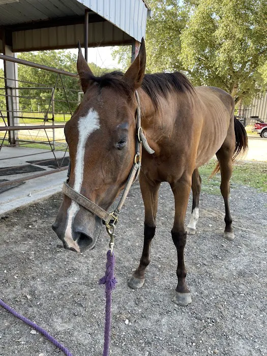 Southeast Texas Equine and Veterinary Hospital, P.L.L.C. 3