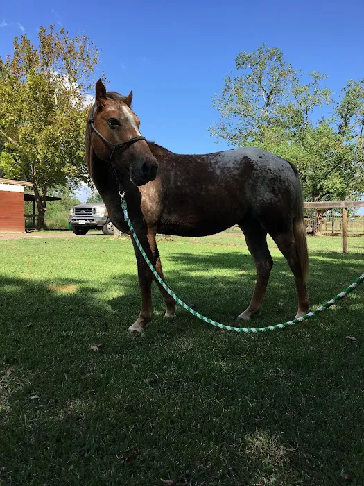 Santa Fe Equine Associates, PLLC 3