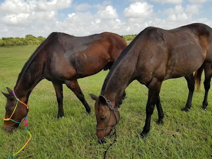 Santa Fe Equine Associates, PLLC 2
