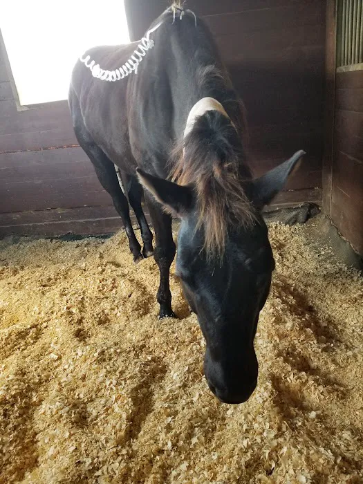 Santa Fe Equine Associates, PLLC 1
