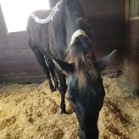 Santa Fe Equine Associates, PLLC ico