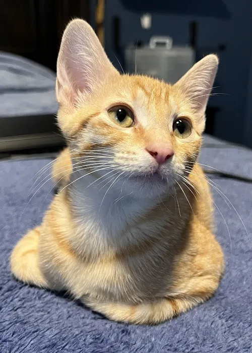 Fix Ur Pet 3