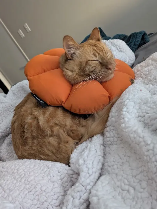 Fix Ur Pet 4
