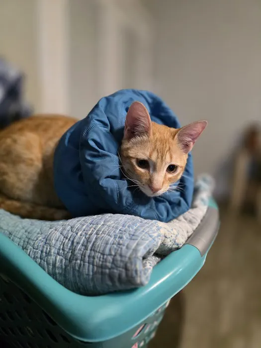 Fix Ur Pet 1