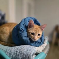 Fix Ur Pet ico