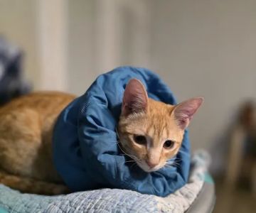 Fix Ur Pet