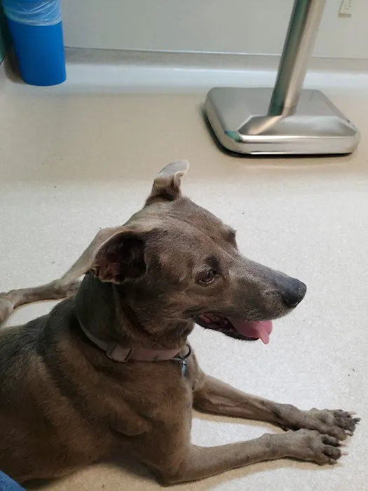 Loving Care Pet Hospital 8