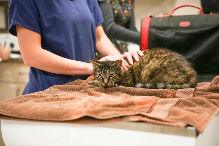 Loving Care Pet Hospital 4