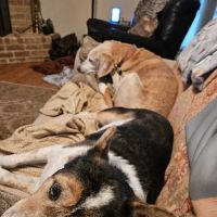 Loving Care Pet Hospital ico