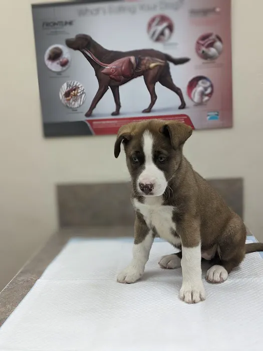 The Fe Animal Hospital 9