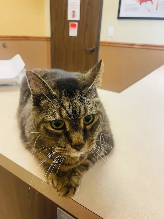 Sienna Plantation Animal Hospital 4