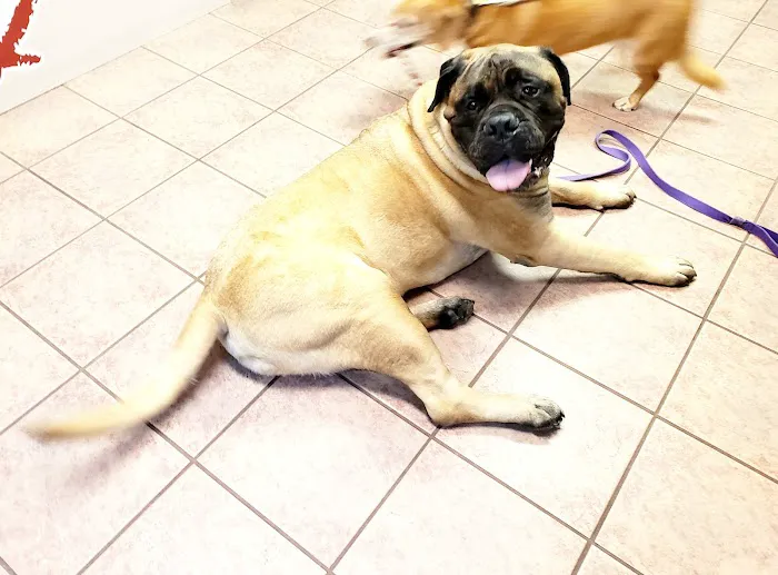 Conroe Veterinary Clinic 12