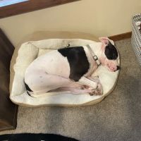 Conroe Veterinary Clinic ico