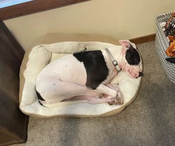 Conroe Veterinary Clinic