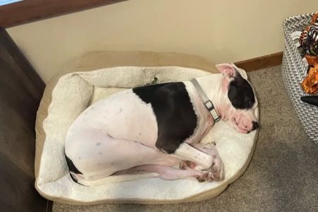 Conroe Veterinary Clinic