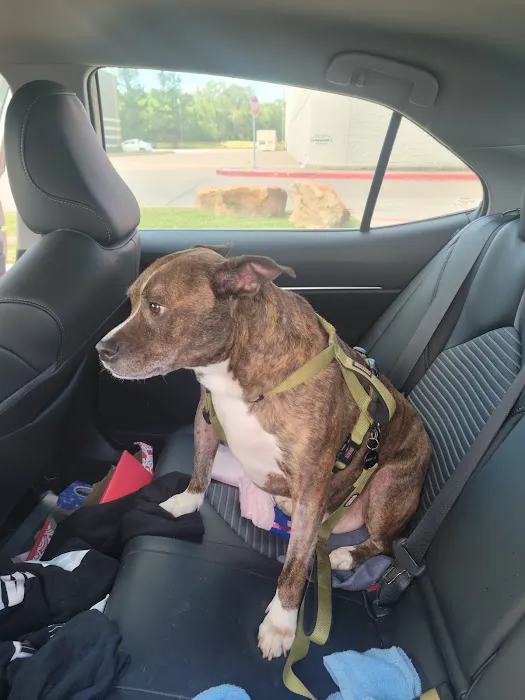 Animal Hospital and Emergency Clinic of Conroe 12