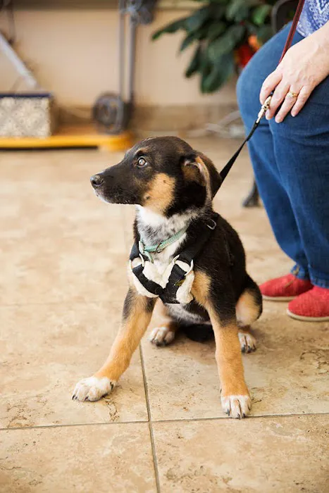 Animal Hospital and Emergency Clinic of Conroe 12
