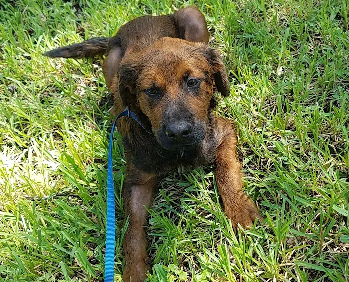 Animal Hospital and Emergency Clinic of Conroe 12