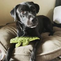 Animal Hospital and Emergency Clinic of Conroe ico