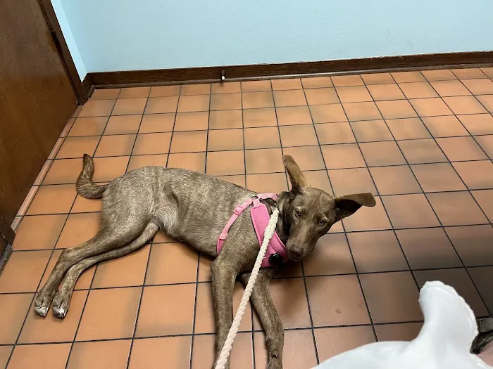 West Davis Veterinary Clinic 12
