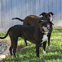 West Davis Veterinary Clinic ico