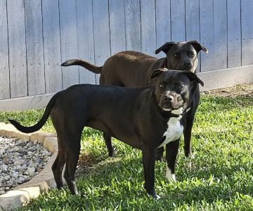 West Davis Veterinary Clinic