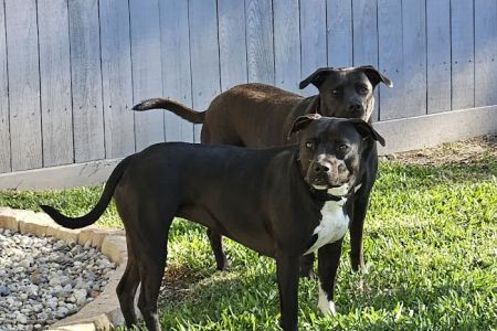 West Davis Veterinary Clinic