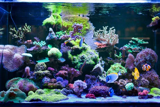 Gilmore's Tidy Tanks LLC 1