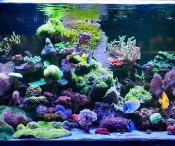 Gilmore's Tidy Tanks LLC