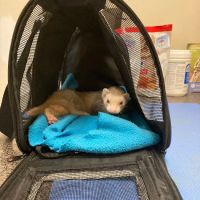 Pets Paw Animal Hospital ico