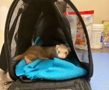 Pets Paw Animal Hospital