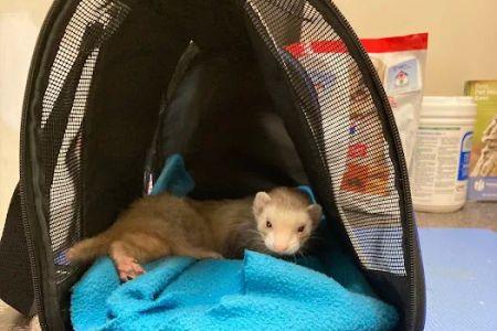 Pets Paw Animal Hospital