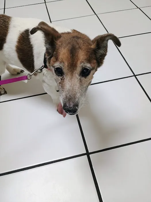 Pets Paw Animal Hospital 12