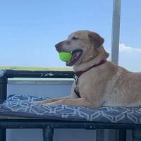 North Loop Animal Hospital ico