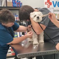 Vetco Vaccination Clinic ico