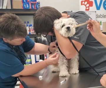 Vetco Vaccination Clinic
