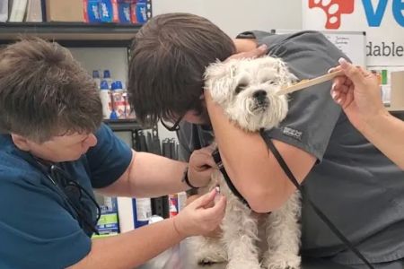 Vetco Vaccination Clinic