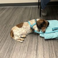 Magnolia Veterinary Hospital ico