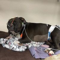 Sugar Land Veterinary Specialists & Emergency Care ico