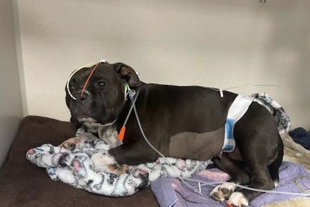 Sugar Land Veterinary Specialists & Emergency Care
