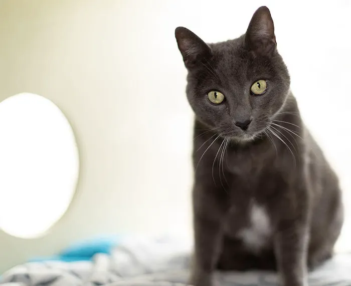 VCA Southwest Freeway Animal Hospital 8
