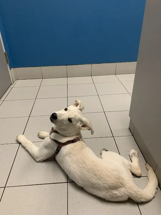 VCA Southwest Freeway Animal Hospital 2