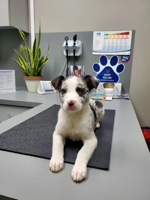 VCA Southwest Freeway Animal Hospital 4