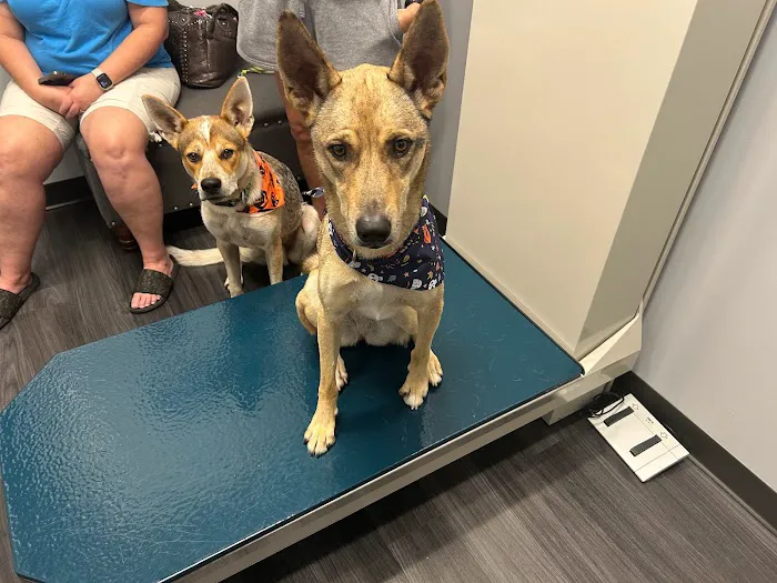 Sugar Land Veterinary Clinic 1