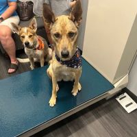 Sugar Land Veterinary Clinic ico