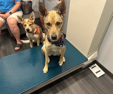 Sugar Land Veterinary Clinic