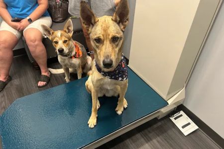 Sugar Land Veterinary Clinic