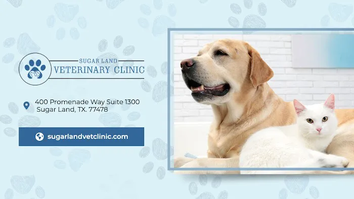 Sugar Land Veterinary Clinic 4